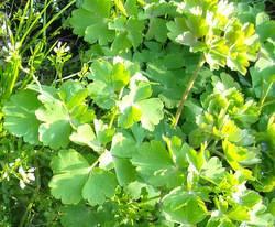 aquilegea leaves and weeds