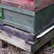 Update on our new colony of Buckfast bees after three weeks