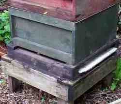 beehive_with_buckfast_bees