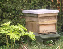 Beehive beside our pond is home for our new colony of bees