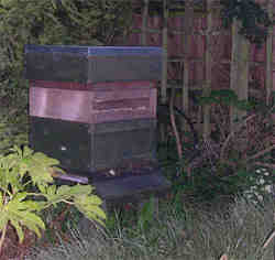 Bees clustering around the hive entrance at dusk