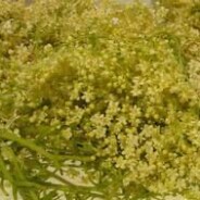 Fiona’s elderflower vodka/liqueur recipe