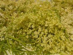 hoto of a bunch of plucked elderflower blossoms