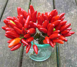Bunches of red chilli peppers from Lake Como, Italy