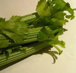 Fresh head of celery