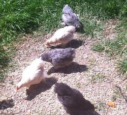 Pekin chicks