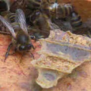 Our honey bees are dead