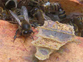 A cluster of dead bees