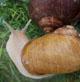 edible snail farmed in the uk