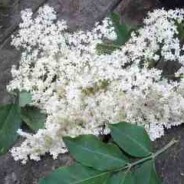 Angela’s recipe for elderflower champagne