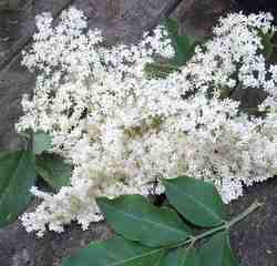 photo of elderflowers and leaves