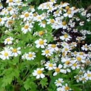 Grow feverfew – great as a moth repellent!