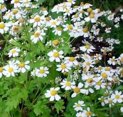 Feverfew flowers