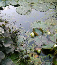 Photo of our pond with fish but the fish are not visible!