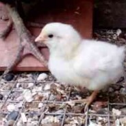 Update on the home grown Leghorn/Golden Seabright cross chicks: 5 days on
