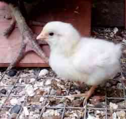 five-day-old-leghorn-golden-seabright-cross-chick