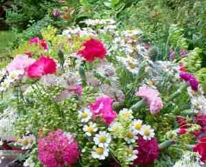 flowers from my garden July 2012