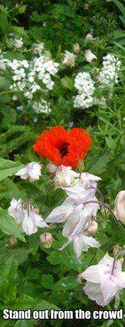 Photo of a red poppy against a background of white and green vegetation