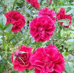 Fragrant red roses
