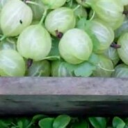 Gooseberry vodka recipe