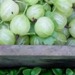 fresh home grown gooseberries