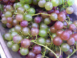 bunches of grapes in a trug