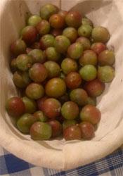 green_bullaces_in_a_basket_with_white_lining green_bullaces_in_a_basket_with_white_lining