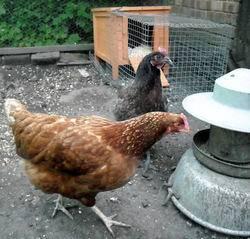 hens with field hut