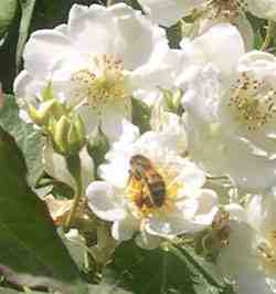 Photo of a honey bee on our rambling rector rose