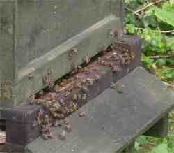 Bees at the beehive entrance