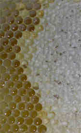 Detail of a comb of honey showing capped and uncapped cells