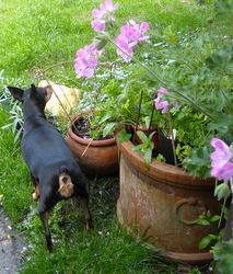 Inca beside the backdoor