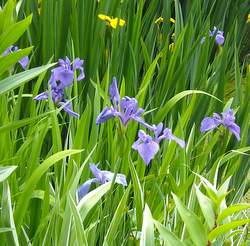 irises in the big pond