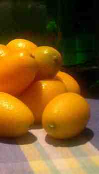 kumquates in a pile on our table