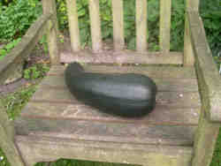 a marrow on our old garden chair