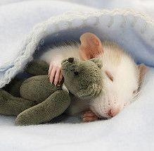 mouse asleep with tiny teddy bear