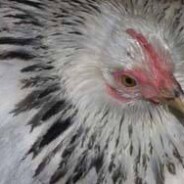 Mrs Boss is broody. How to stop a hen being broody