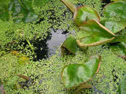 Photo of our pond where newts live
