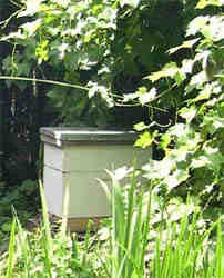 small hive under the vine