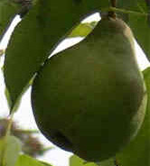 Pear and Lemon Jam Recipe