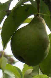 pear hanging on our pear tree