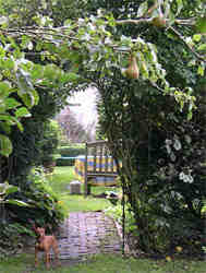 Photo of pears growing on the pear tree in our garden