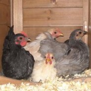 The five young Pekin bantams have arrived from Sue!