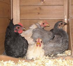 pekin bantams two months old