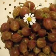 Gilbert’s superb gooseberry gin recipe