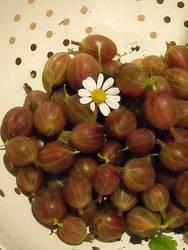 photo of dessert gooseberries