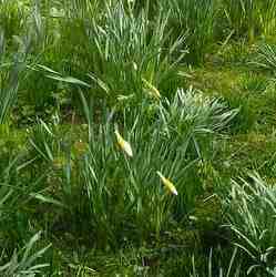 photo of our daffodils at Easter