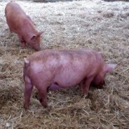 Pigs’ cheeks braised in apples and cider. Slow cooker/crock pot recipe.