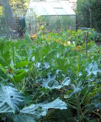 Purple sprouting broccoli in the old kitchen garden 