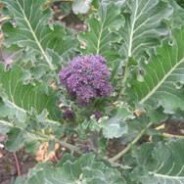 Home grown Purple Sprouting broccoli